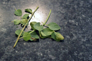 Leaves I removed before baking due to spots